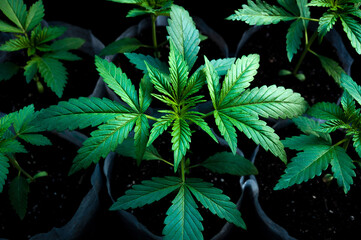 medical marijuana seedlings grows healthy in white fabric planting air pots in grey plastic tray on black cotton background close up