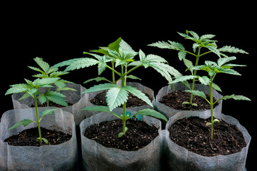 medical marijuana seedlings grows healthy in white fabric planting air pots in grey plastic tray on black cotton background close up