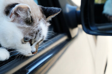 Blue eyes white cat look out of car window close up. Travel aesthetics