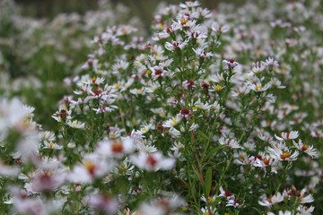 flowers in the field