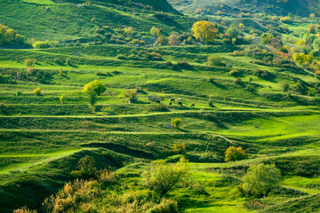Green pasture on mountain slope