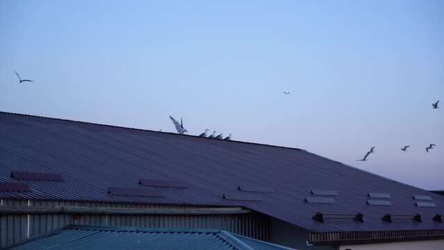 Seagulls in nature. Birds on roof.  Seagulls on building․ Building near Sevan lake, Armenia.