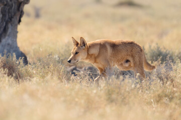 Wild dingo (Canis lupus dingo) stalking pose in vegetation