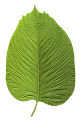 leaf Mitragyna speciosa isolated on white background. Top view. Clipping path
