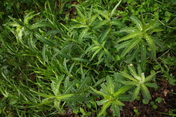 Vegetation in the countryside