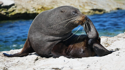 Photo session: the most amazing animals of Eurasia