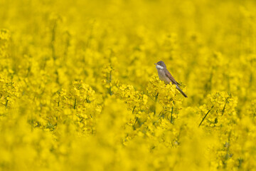 Dorngrasm&uuml;cke im bl&uuml;henden Rapsfeld