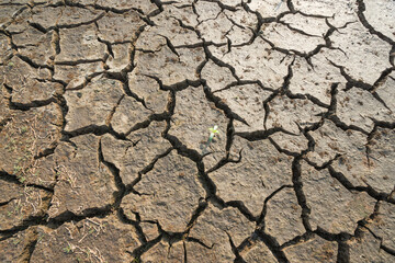 The dry landscape cracks dirt. The concept for global warming climate change. A little plant starts glowing. New world start.
