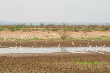 Egrets bird group in the lake. Landscape view with animal bird egret looking for food.