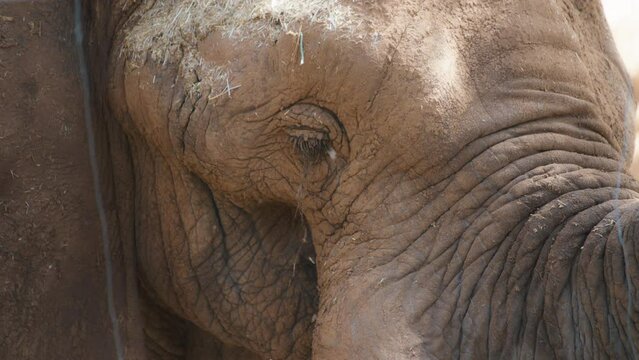 Close up of an african elephant, chewing food. Slow motion. 