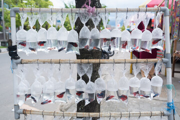 Hanging plastic bags containing ornamental goldfish for sale