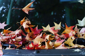 Fallen leaves over a car glass