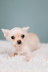 close-up photo of a white chihuahua with bulging eyes. Puppy alone in the frame on a blue background.