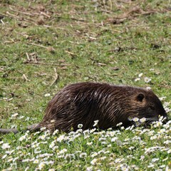 prairie dog eating grass