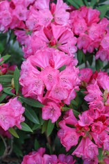 pink flowers in a garden