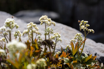 바위취 꽃과 빌로오드재니등에