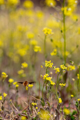 Obraz premium 노란 나도냉이꽃과 귀여운 빌로오드재니등에