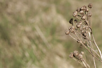 Dry wild grass spikelets. Abstract natural background in pastel colors