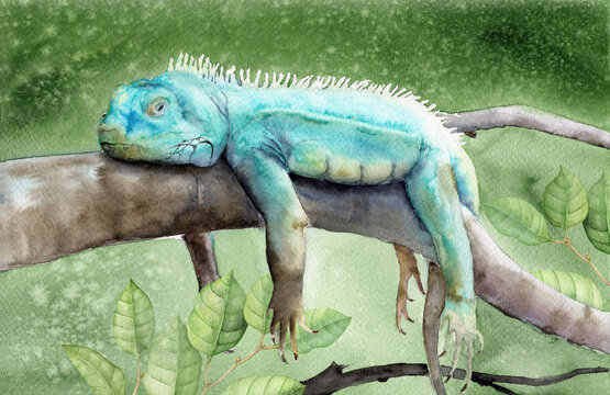 Watercolor illustration of a funny turquoise chameleon lying on a tree branch on a green background