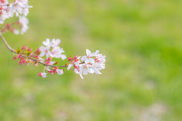 桜