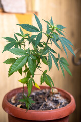 Marijuana in a pot on the windowsill. Home cultivation of medical cannabis.