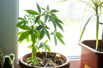 Marijuana in a pot on the windowsill. Home cultivation of medical cannabis.