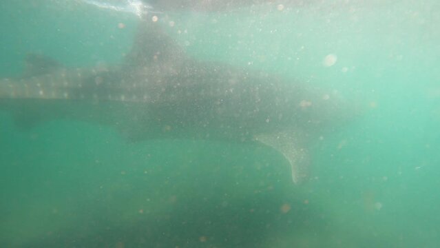Closeup Of Whale Shark Swimming Under The Blue Sea. - underwater