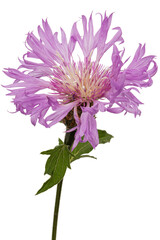 Purple flower of cornflower, lat. Centaurea, isolated on white background