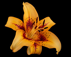 Orange flower of asian lily, isolated on black background