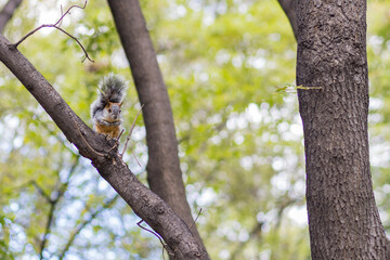 squirrels at Chapultepec Park, Mexico City, Mexico