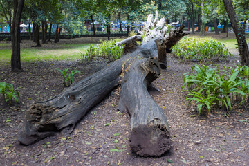 recreation and rest areas at Chapultepec Park, Mexico City, Mexico