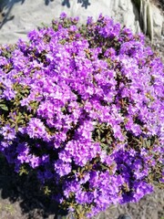 Fototapeta premium extremely beautiful colorful huge purple Rhododendron Azurika on background. flower wallpaper