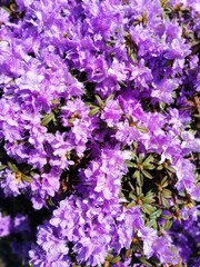 Obraz premium extremely beautiful colorful huge purple Rhododendron Azurika on background. flower wallpaper