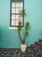 tree in a house