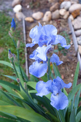 Iris flowers/Fleur d'Iris