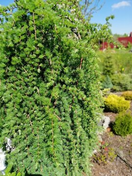 blue coniferous branches with soft needles on a garden bed in summer garden. Japanese larch Stiff Weeper. Floral Wallpaper