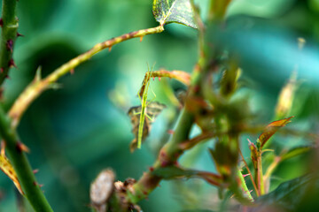 Stick insect perched in a rosebush/Phasme perché dans un rosier