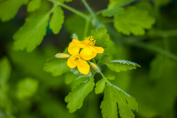 Celandine is a plant with yellow flowers and green leaves in the forest. Chelidonium majus or big celandine, or black grouse, or swallow, or nipple,