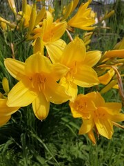 a bunch of blooming yellow daylilies on flower bed in summer.Hemerocallis. Floral Wallpaper