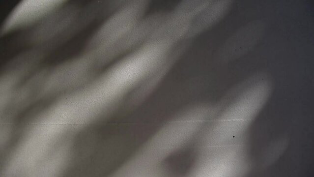 Leaves movement