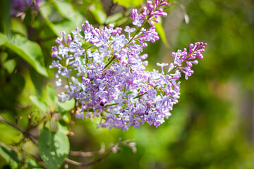 beautiful branches of lilac flowers on a green background, natural spring background, soft selective focus.