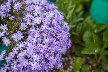 The emerald-blue moss phlox flower blooms beautifully in the garden. lilac flowers on a green background, natural spring background, soft selective focus.