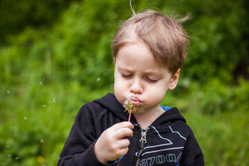 A happy boy on a spring day in the garden blows on white dandelions, fluff flies off him. The concept of outdoor recreation in childhood. Portrait of a cute boy.