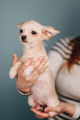 Lovely pygmy chihuahua in the hands on a blue background