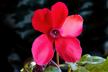 Red flower of Cyclamen persicum mill, Alpine violet or the Persian cyclamen, is a species of flowering herbaceous perennial plant growing from a tuber, native to rocky hillsides,shrubland,and woodland