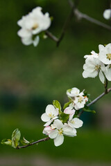 apple tree flowers in spring garden with green nature around