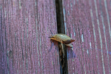Real snail on wooden boards