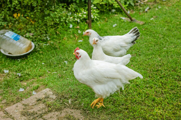 White chickens in yard on green grass
