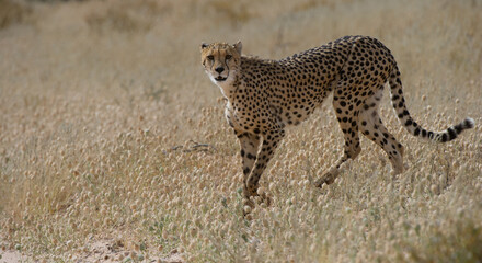 Obraz na płótnie Canvas Cheetah (Acinonyx jubatus) Kgalagadi Transfortier Park, South Africa