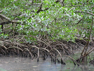 Mangroven Nationalpark Los Haitises
